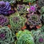 varieties-of-kale-1167557_960_720.jpg