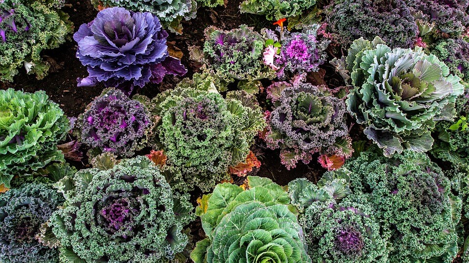 Kale Varieties You’ll Want To Grow