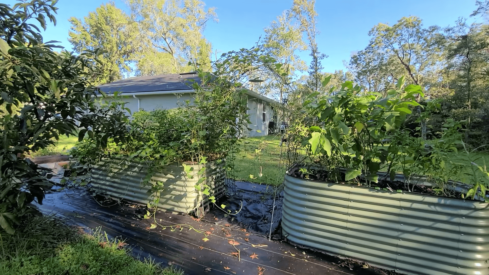 Vego Garden Bed vs Birdies Garden Beds 180 Day Review Updates