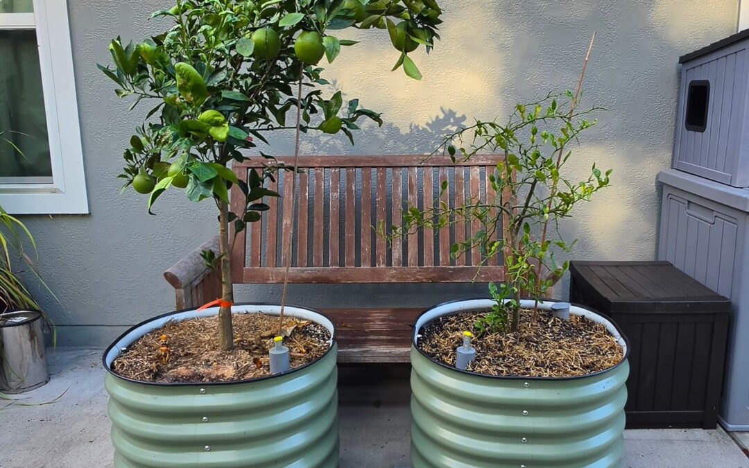 Is a Self-Watering Citrus Planter Worth It? Ten Months In