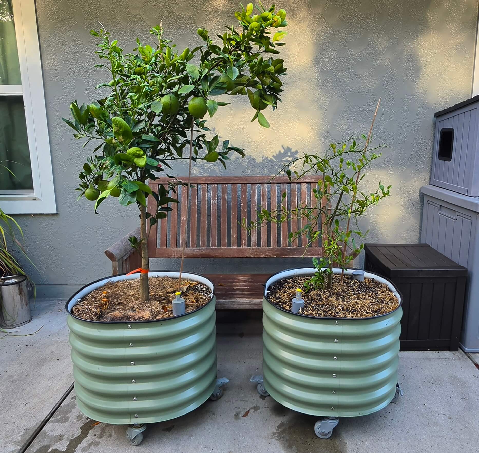 Is a Self-Watering Citrus Planter Worth It? Ten Months In