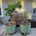 Vego Garden Rolling Self-Watering Citrus Planters Gen 2 and Gen 3 side by side