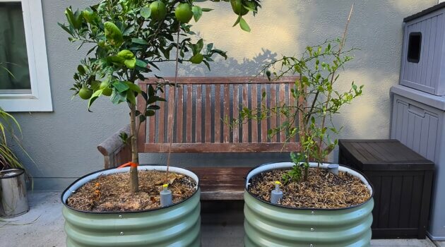 Vego Garden Rolling Self-Watering Citrus Planters Gen 2 and Gen 3 side by side