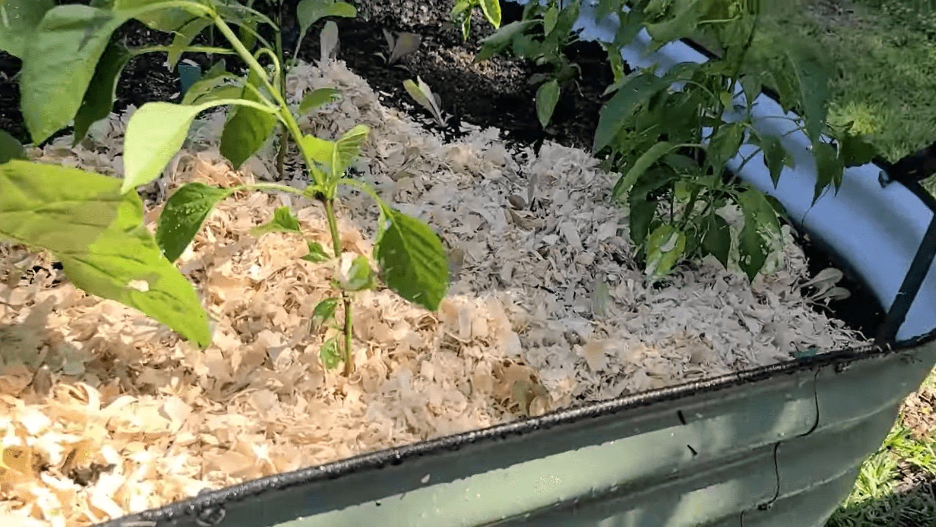 Mulching with Pet Bedding in my Vego and Birdies Raised Garden Beds