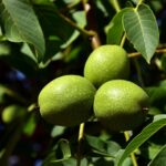 walnuts-3549580_960_720.jpg