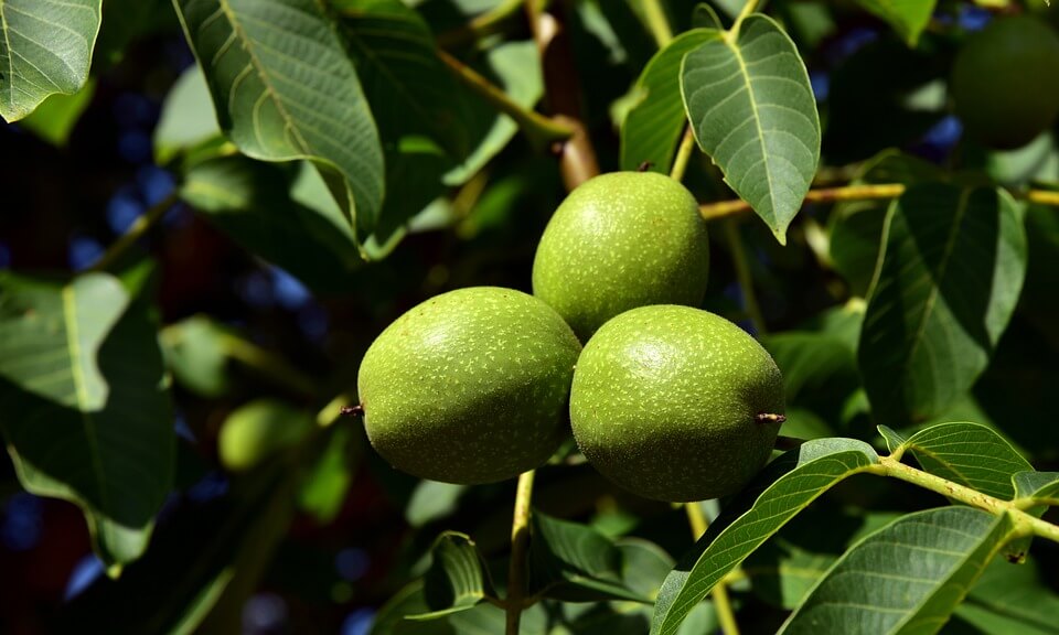 Macadamia Nut Tree: The Tropical Treat