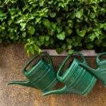 watering-can-4414308_960_720.jpg
