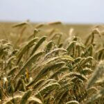 wheat-196173_960_720.jpg