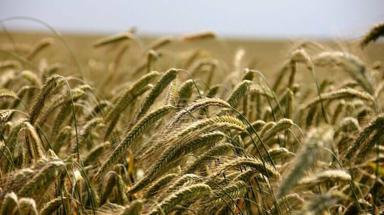 wheat-196173_960_720.jpg