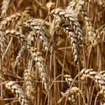 wheat-3524861_960_720.jpg