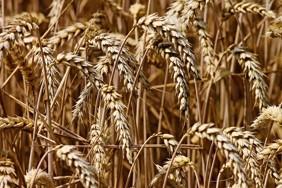 Barley Plant: Growing Your Grains